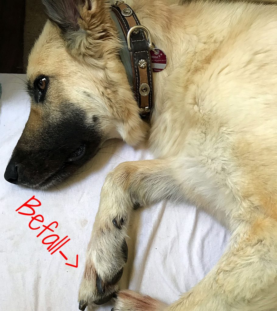 canis-road-ratgeber-hundewissen-herbstgrasmilbe-6 Von Herbstgrasmilben befallener Hund