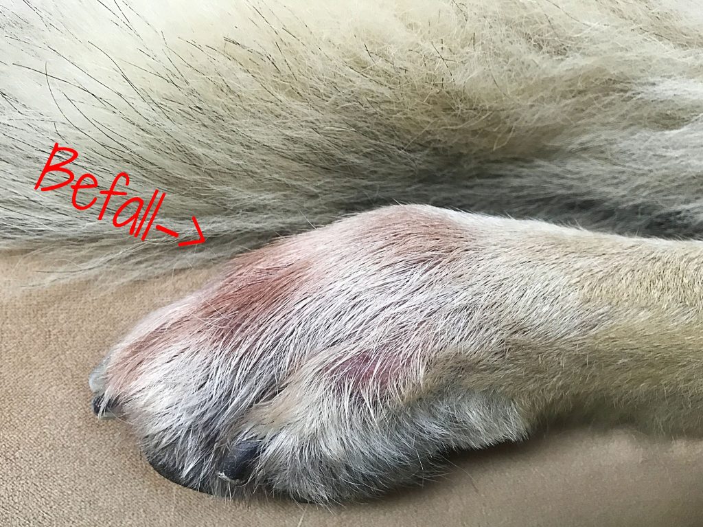 canis-road-ratgeber-hundewissen-herbstgrasmilbe-7 Von Herbstgrasmilben befallener Hund in Nahaufnahme