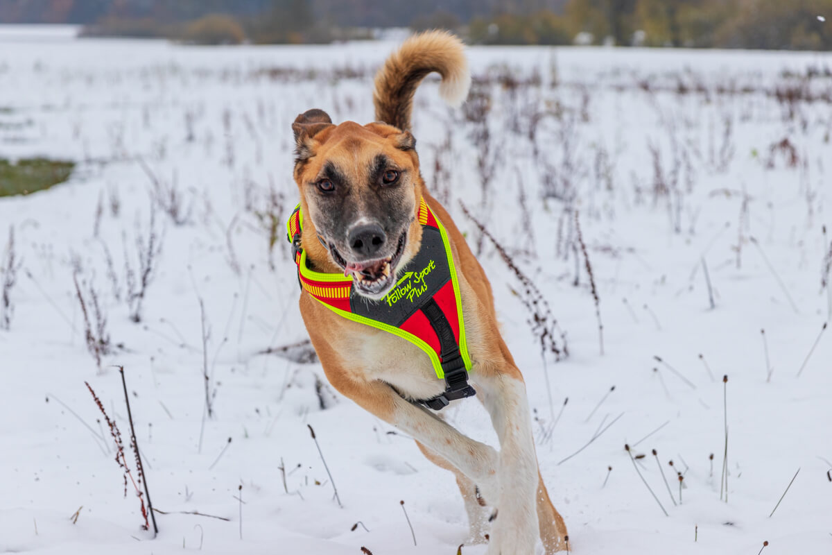 Niggeloh Brustgeschirr beim Test mit Hunden von Canis Road