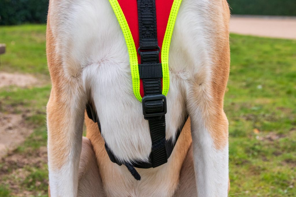 canisroad-ratgeber-hundewissen-hundegeschirr-test-10 Niggeloh Sport Plus Passform Test mit Canis Road