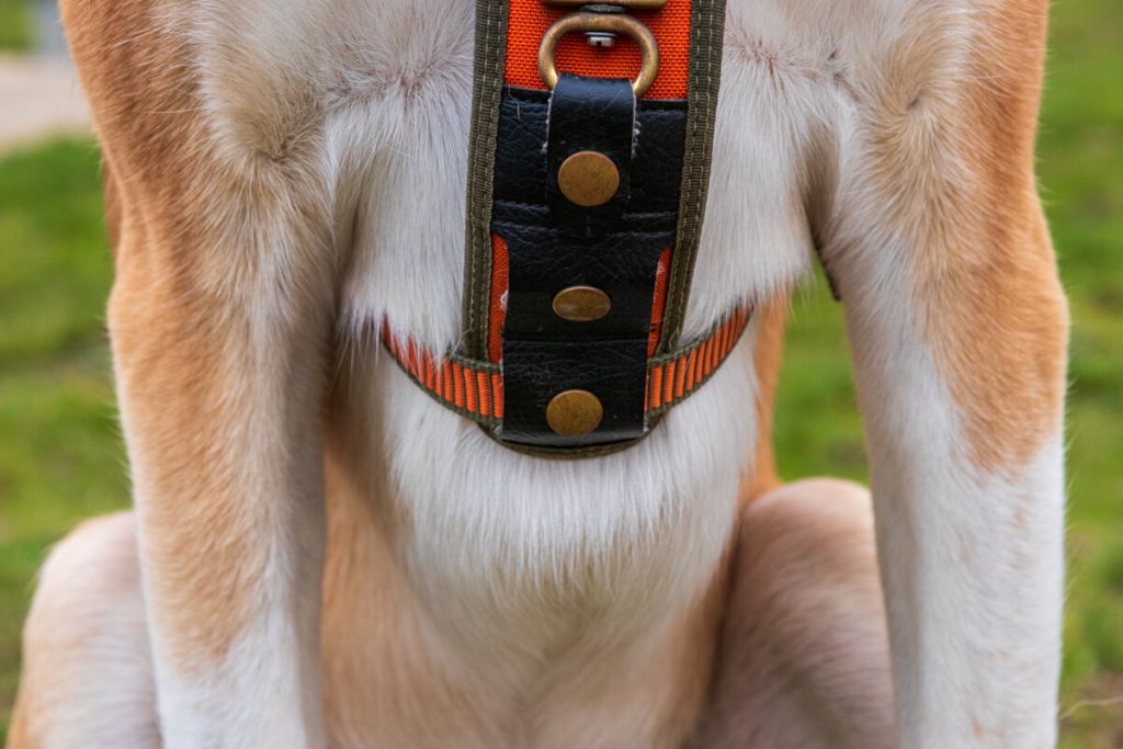 canisroad-ratgeber-hundewissen-hundegeschirr-test-12 Niggeloh Follow Passform Test mit Canis Road