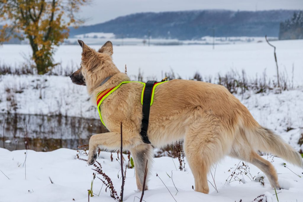 Canis Road beim Praxistest mit Niggeloh Brustgeschirr für Hunde