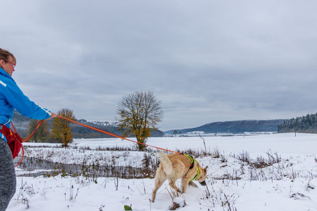 Canis Road beim Praxistest mit Niggeloh Brustgeschirr für Hunde beim Fährtenlesen