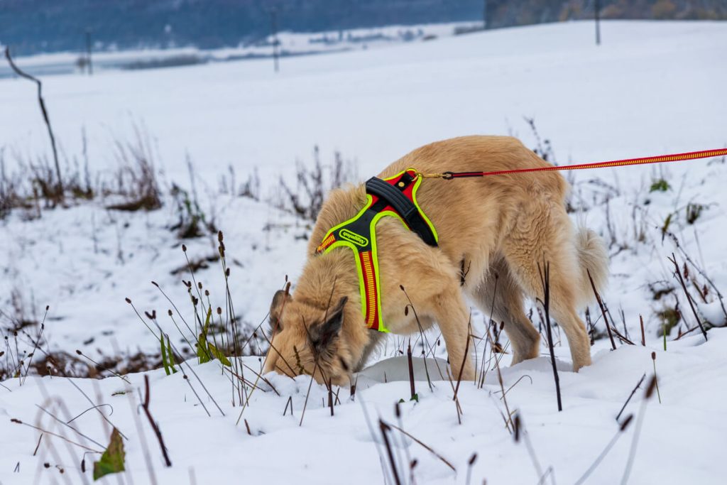 Canis Road beim Praxistest mit Niggeloh Brustgeschirr für Hunde beim Fährtenlesen