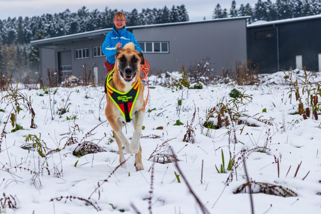 Canis Road beim Praxistest mit Niggeloh Brustgeschirr für Hunde beim Rennen