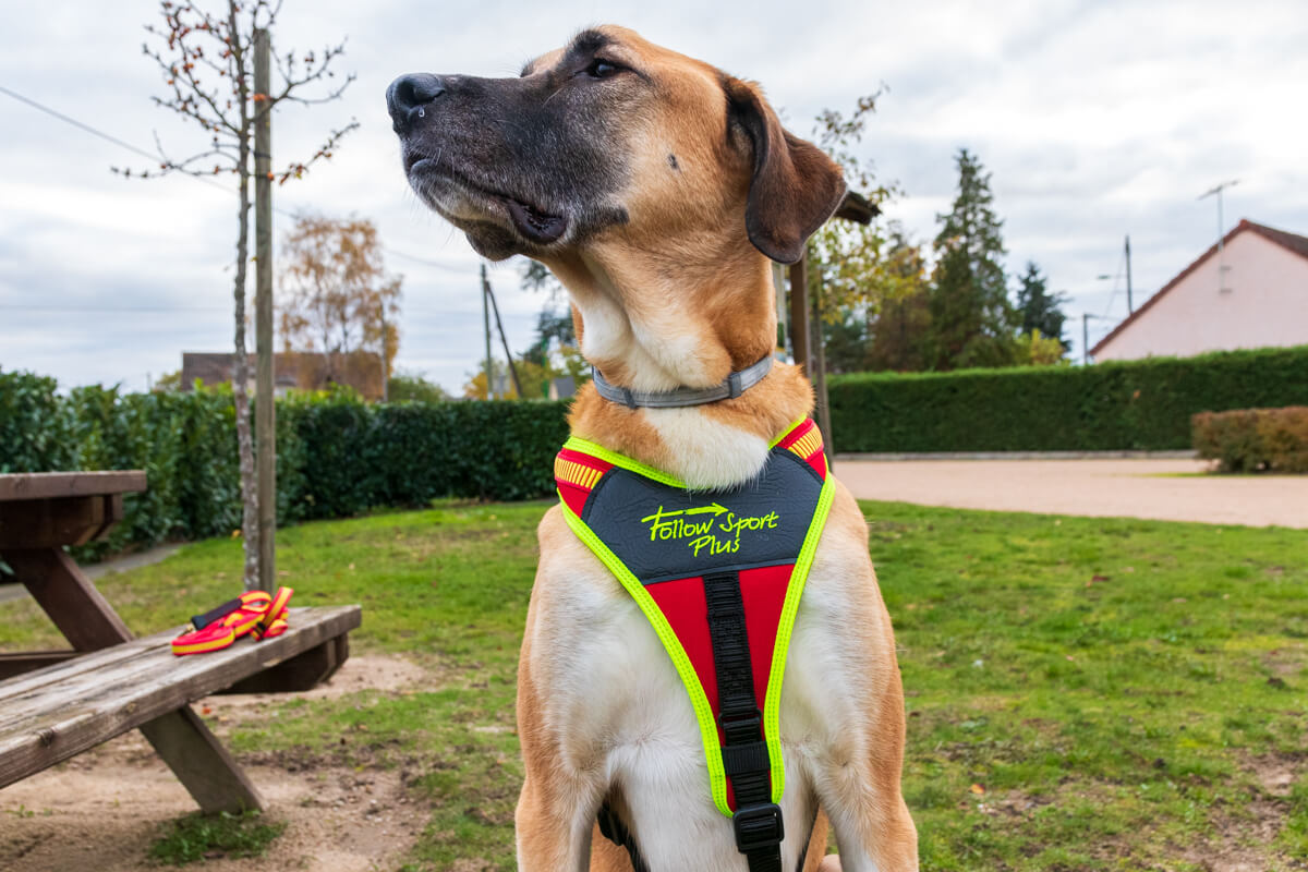 Hundegeschirr Niggeloh Follow Sport Plus im Praxistest Hund trägt Niggeloh Brustgeschirr im großen Test mit Canis Road