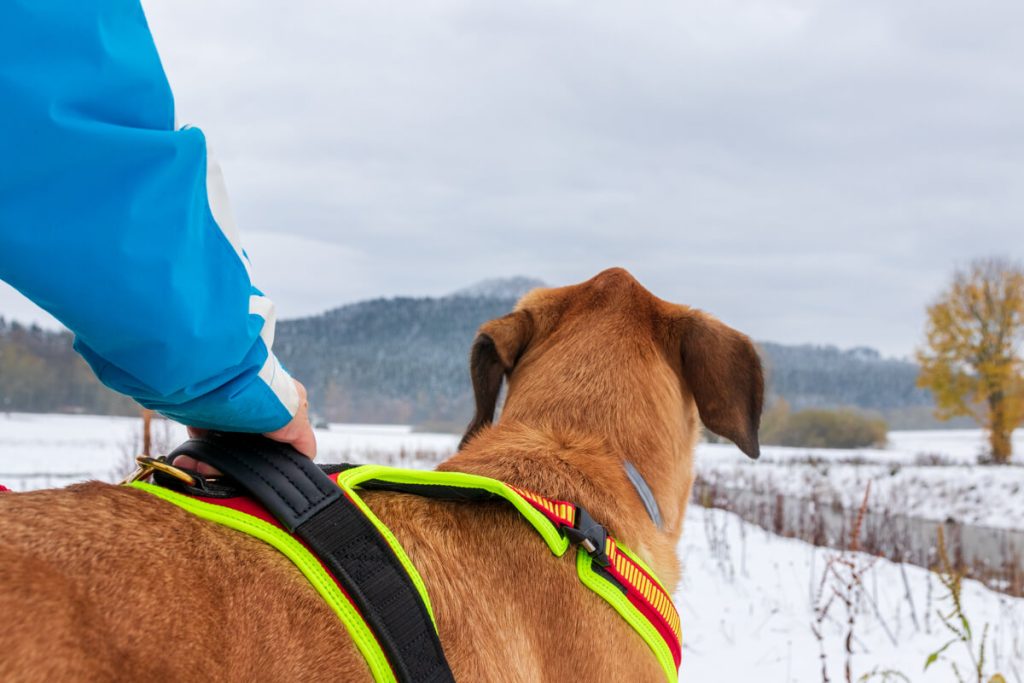 canisroad-ratgeber-hundewissen-hundegeschirr-test-6 Niggeloh Brustgeschirr Haltegriff-Test mit Canis Road