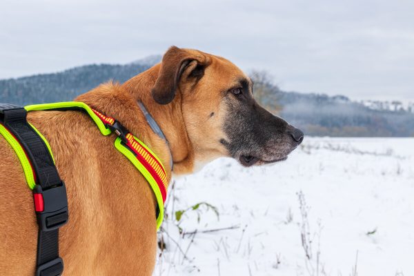 Hund mit Niggeloh Brustgeschirr im Test mit Canis Road