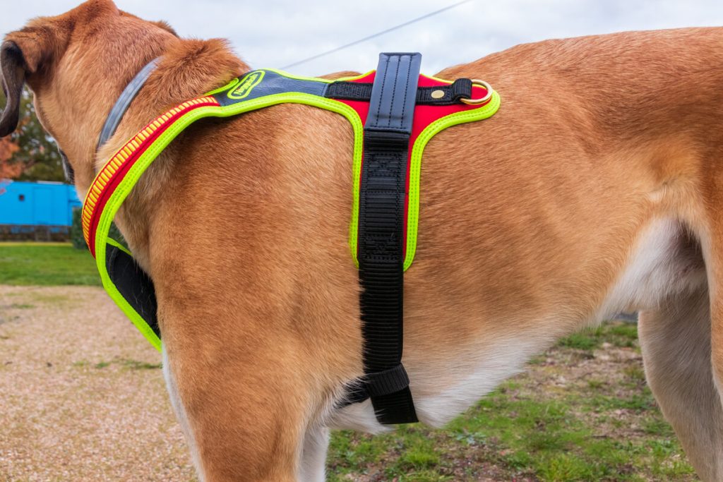 canisroad-ratgeber-hundewissen-hundegeschirr-test-9 Niggeloh Sport Plus Passform Test mit Canis Road