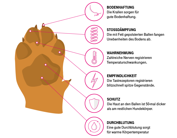 Die Sinne des Hundes - Was wir von Hunden lernen können Tastsinn der Hunde im Diagramm mit Canis Road