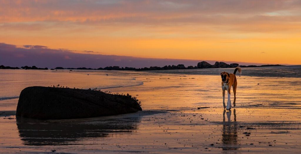 Hundewissen Anfänger & Profis Hund am Strand mit Canis Road