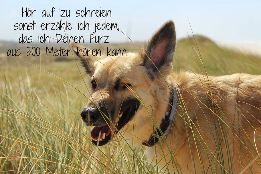 Die Sinne des Hundes - Was wir von Hunden lernen können Die Nase des Hundes als Sinneswahrnemung mit Canis Road
