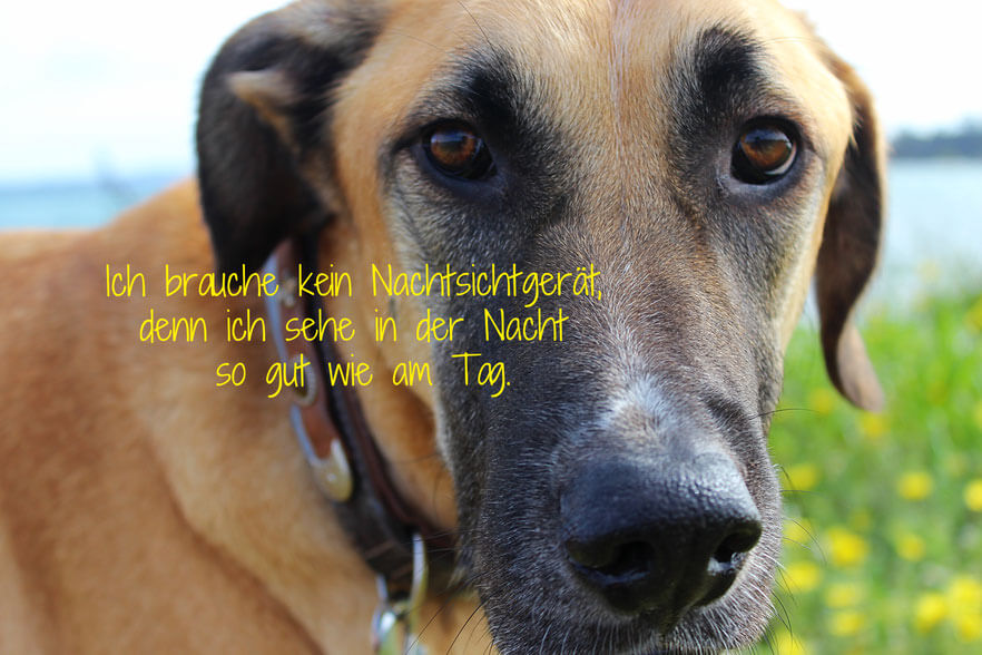 Die Sinne des Hundes - Was wir von Hunden lernen können Hund sieht am Tag genau so gut wie nachts