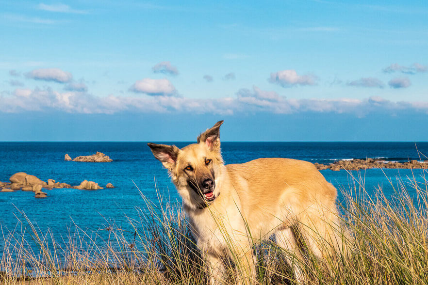 Die Sinne des Hundes - Was wir von Hunden lernen können Hund am Strand mit Canis Road