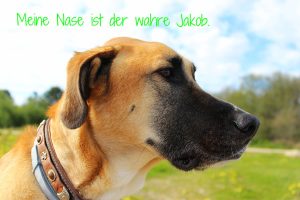 Die Nase des Hundes in der Sinnesentwicklung mit Canis Road