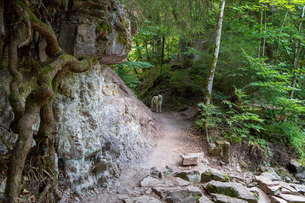 image_010 Canis Road Reiseführer - Wutachschlucht - Wandern mit Hund im Schwarzwald