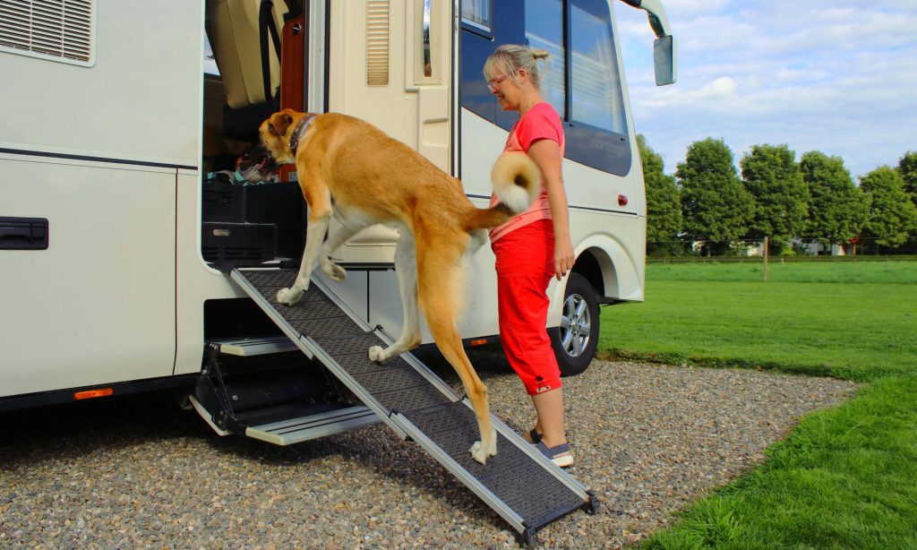 Hundewissen Anfänger & Profis Hund steigt über eine Rampe in das Wohnmobil mit Canis Road