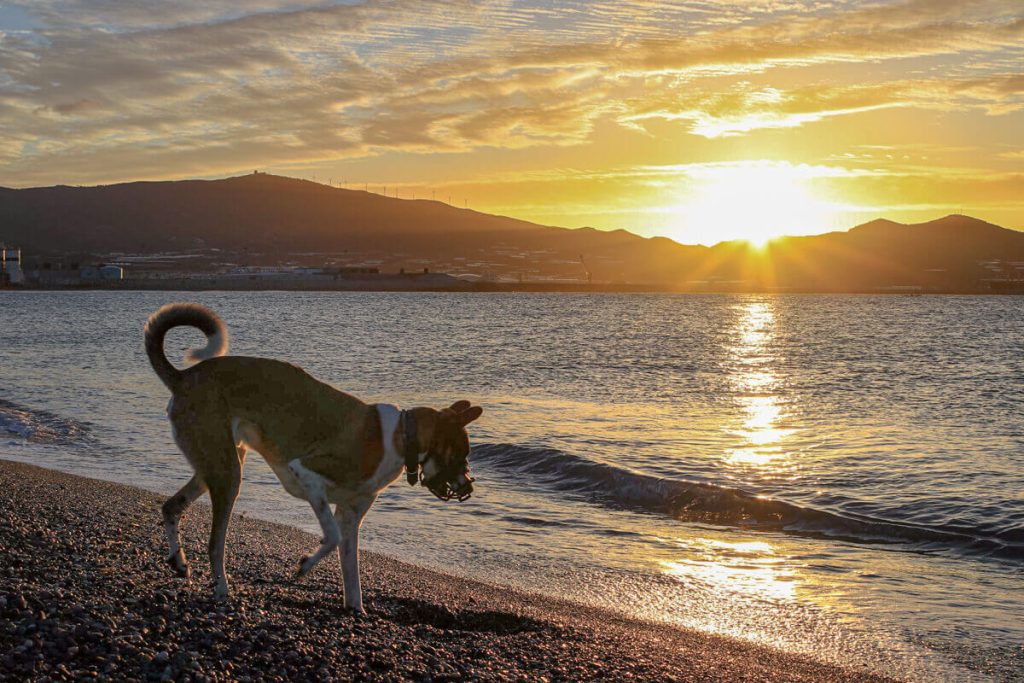 Hundewissen Anfänger & Profis Canis Road in Spanien mit Lebensretter Toni