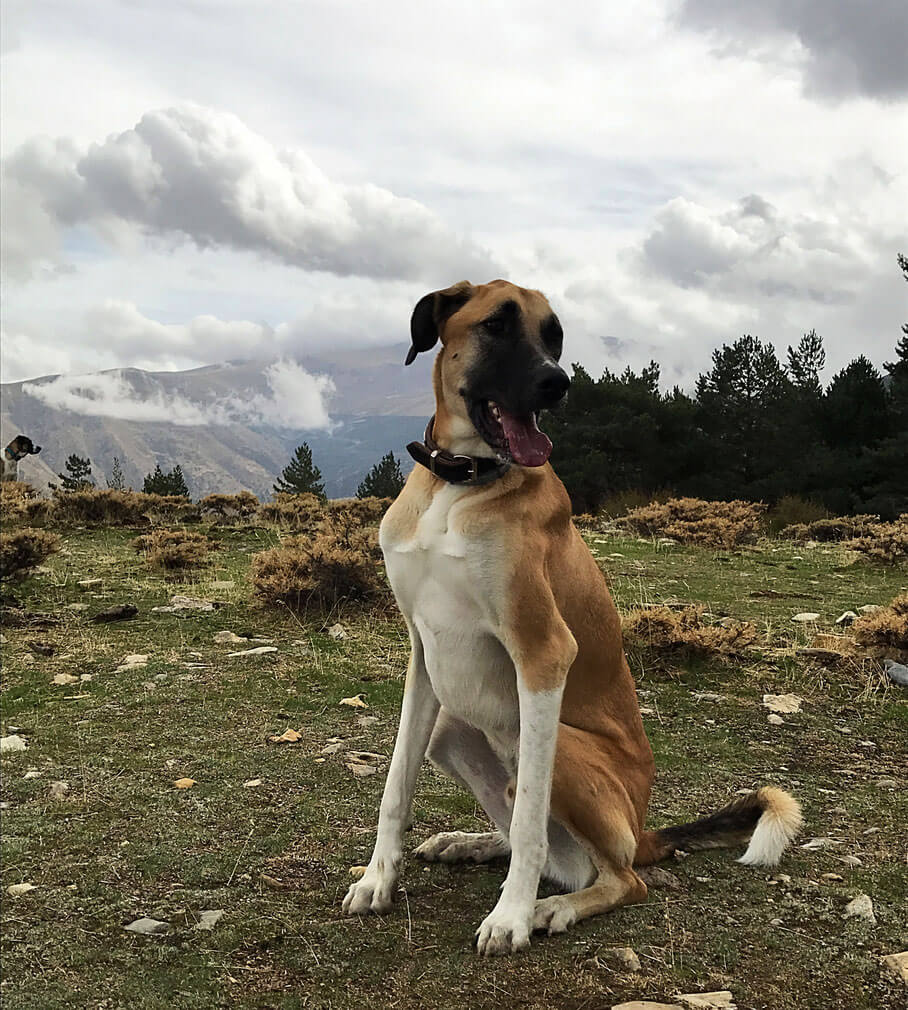 leben-im-wohnmobil-sierra-nevada-10 Hund Malo von Canis Road im Wohnmobil in Spanien