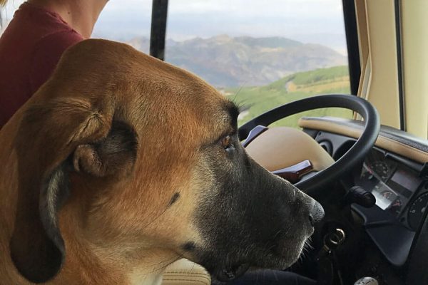 Claudia Kobold von Canis Road im Wohnmobil mit Hund in Spanien