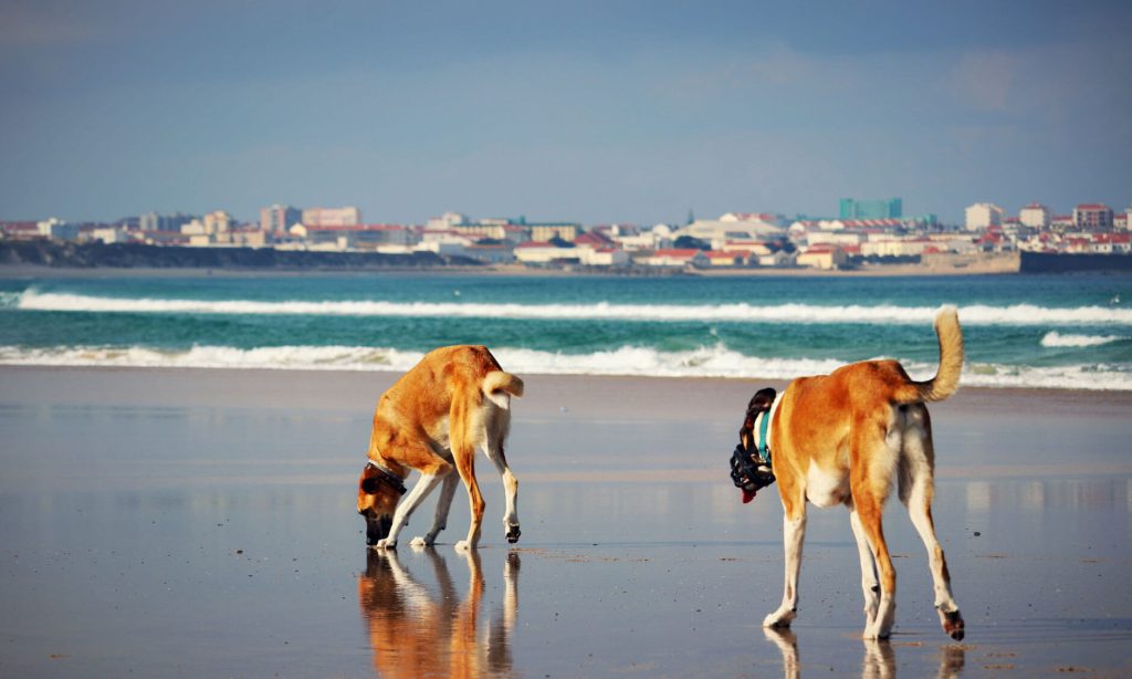 Hundewissen Anfänger & Profis Hunde von Canis Road beim Strandsparziergang