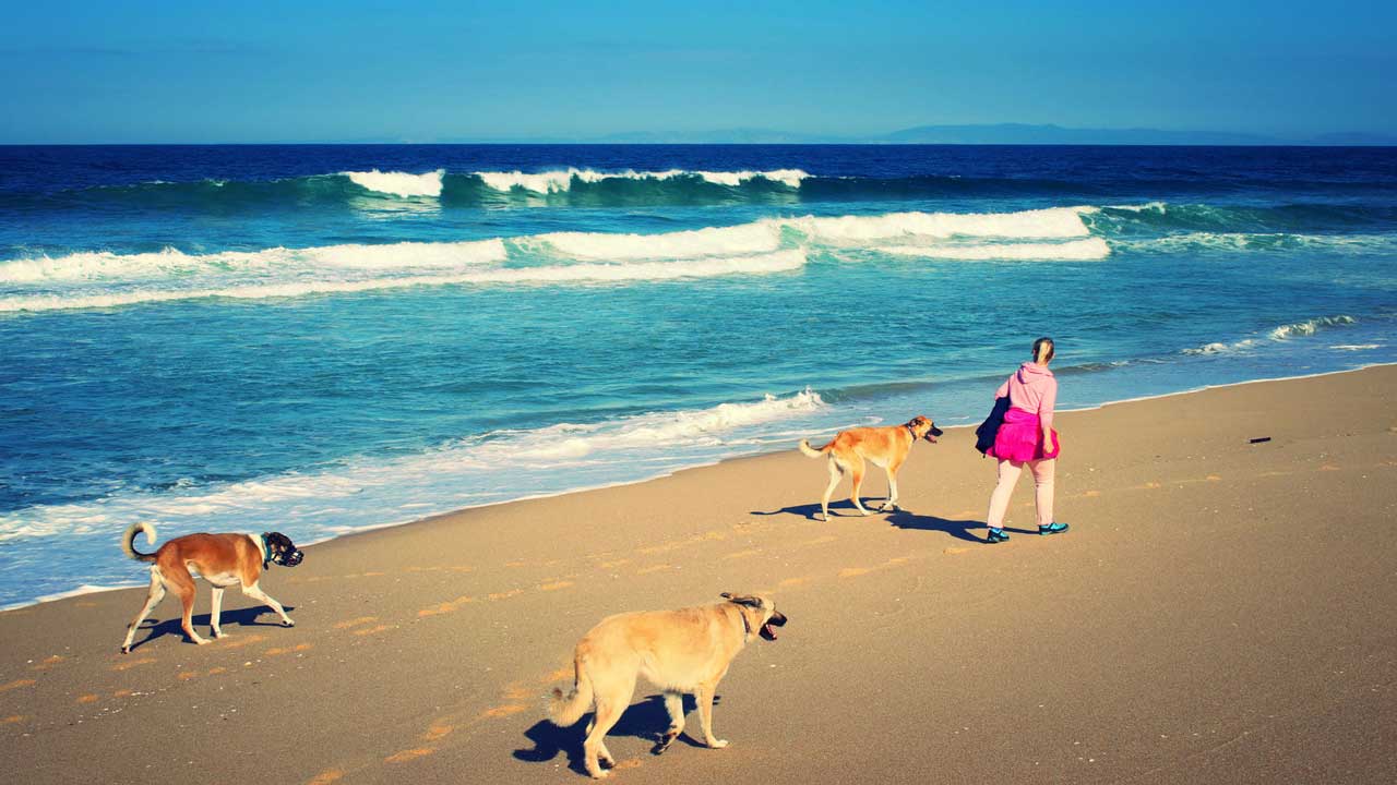Urlaub mit Hund- Gesund Reisen auf natürliche Weise