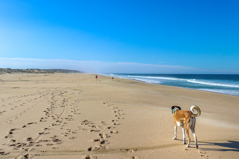 Freiheit für Hundebesitzer – Mit dem Wohnmobil durch Portugal