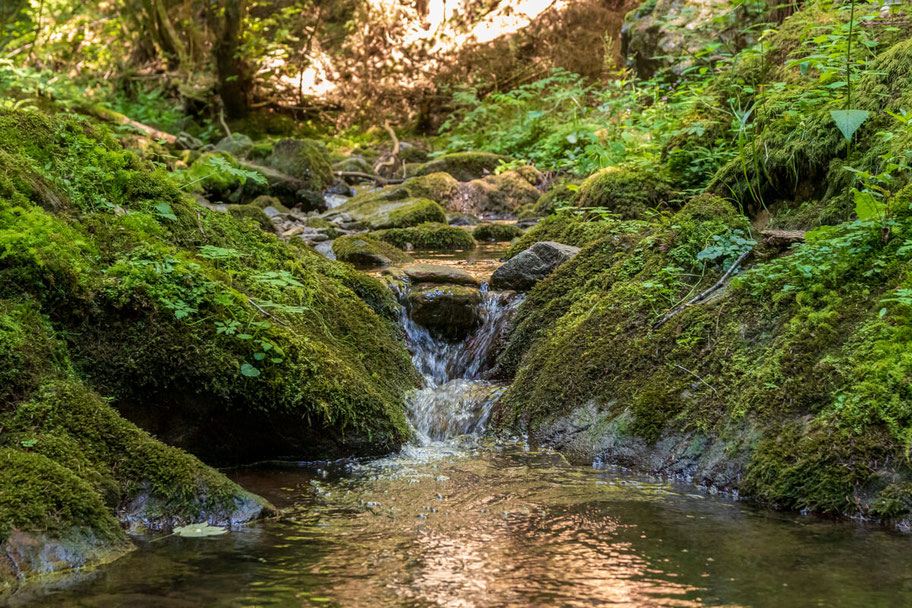 wutachschlucht-camping-mit-hund-schwarzwald-wandern-mit-_014 Canis Road Reiseführer - Wutachschlucht - Wandern mit Hund im Schwarzwald