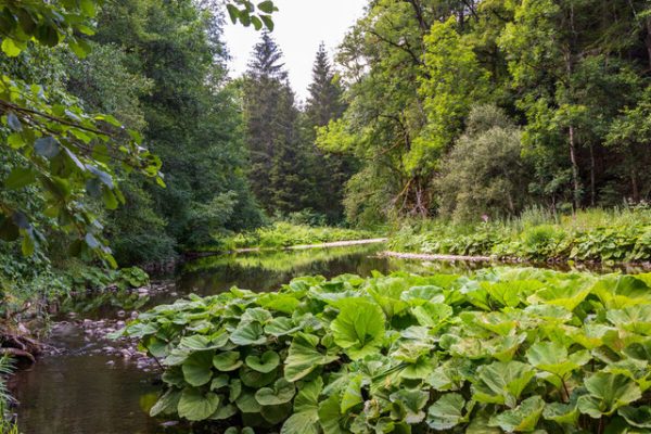 Canis Road Reiseführer - Wutachschlucht - Wandern mit Hund im Schwarzwald