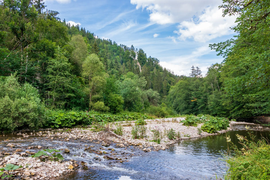 Wanderung mit Hund im Schwarzwald – Erlebe die Wutachschlucht