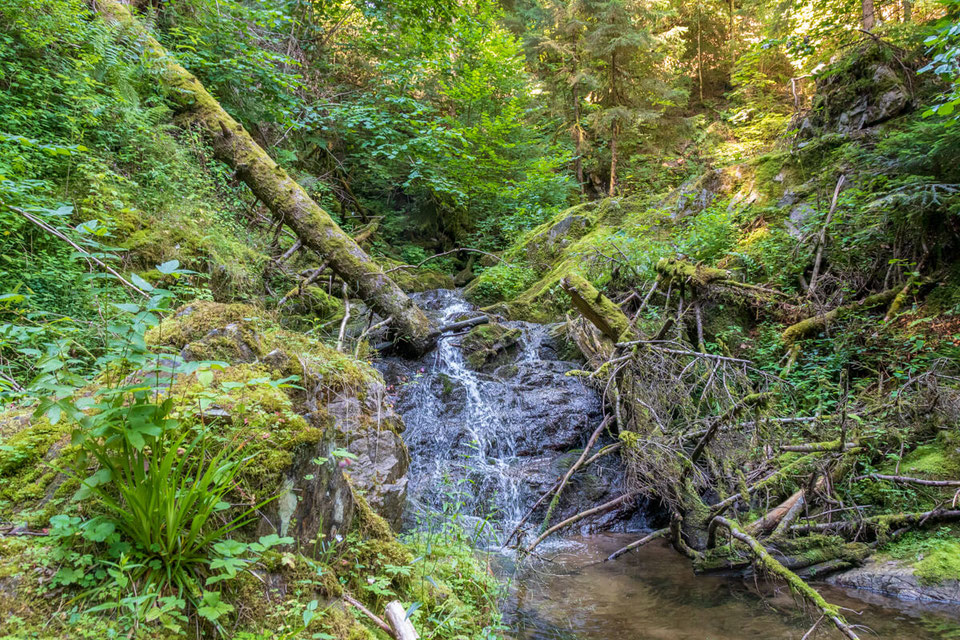 wutachschlucht-camping-mit-hund-schwarzwald-wandern-mit-_086 Canis Road Reiseführer - Wutachschlucht - Wandern mit Hund im Schwarzwald