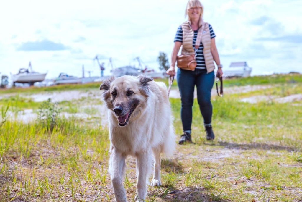 Hund namens Aron mit seinem Frauchen freudig am laufen auf einem Canis Road Platz im Wohnmobil Urlaub mit Hund