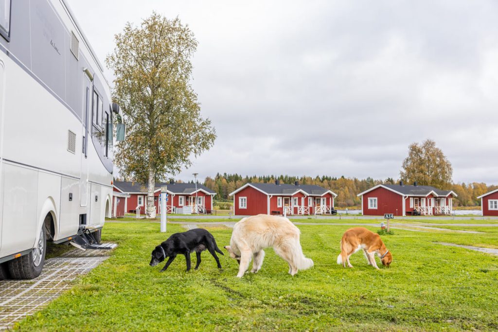 Drei Hunde vor dem Wohnmobil suchen Leckerlis auf der Wiese und dahinter schwedische Holzhäuser auf einem Wohnmobilplatz