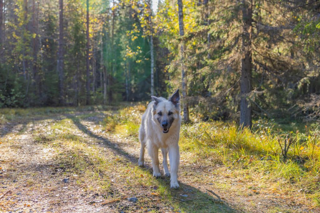 BX7A9074 Schweden mit dem Hund