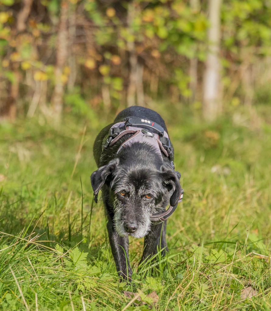 BX7A9676 Schweden mit dem Hund