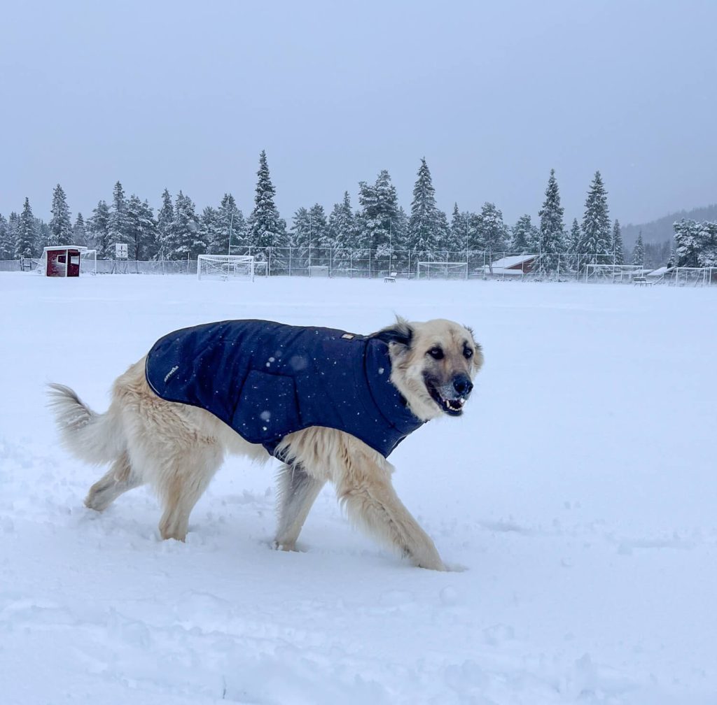 IMG_9688 Schweden mit dem Hund