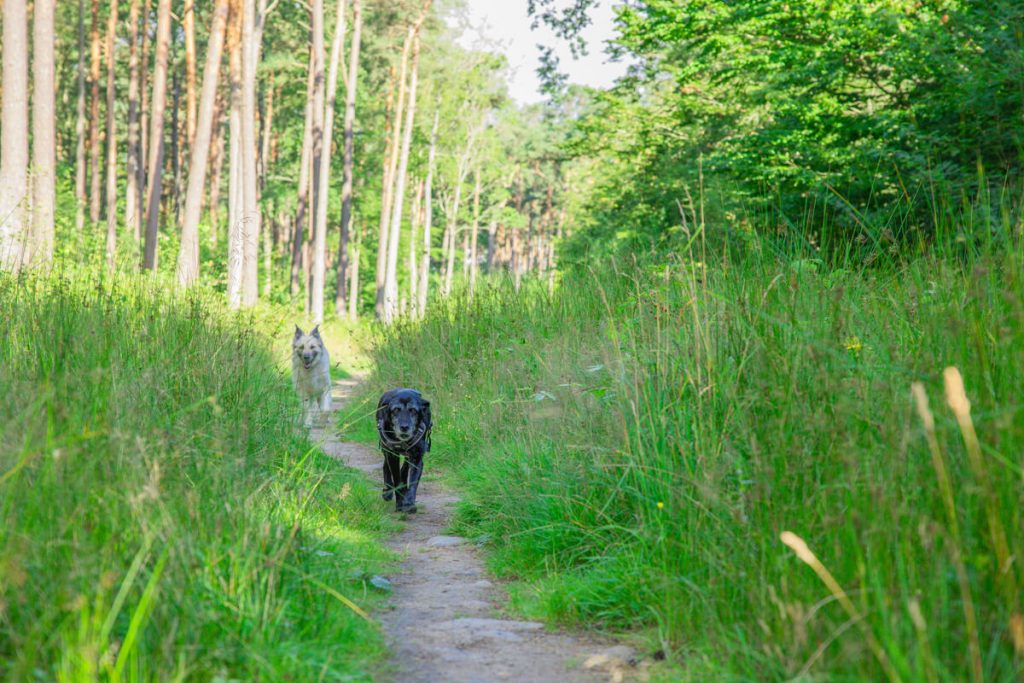 BX7A5994 Schweden mit dem Hund