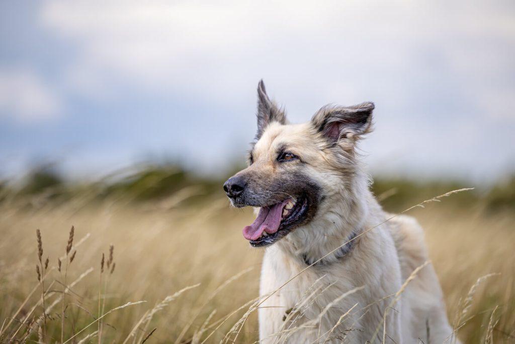Hund lachend im Feld. Er genießt die Wohnmobil Tour in Schweden