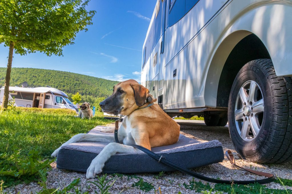 Hund liegt auf seinem Hundebett vor dem Wohnmobil auf einem Canis Road Stellplatz