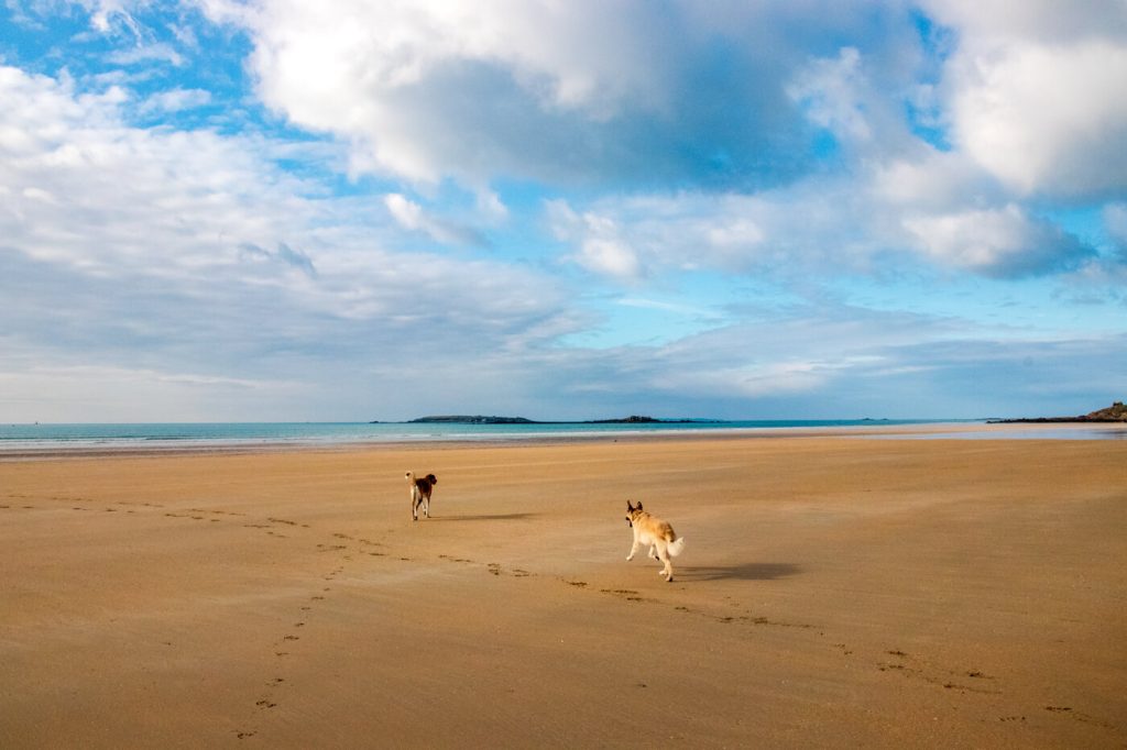 IMG_7968 Hunde rennen am Strand der Bretagne bei Ebbe in die Ferne und spielen dabei