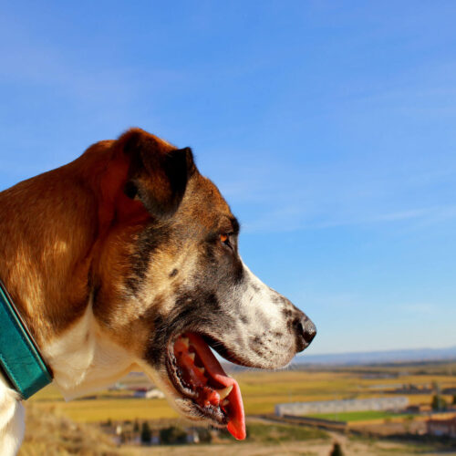 7 Tipps - Fellpflege beim Hund - Technicken für Kurzhaar bis Langhaar Toni Canis Road