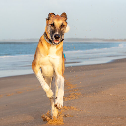 7 Tipps - Fellpflege beim Hund - Technicken für Kurzhaar bis Langhaar Malo Canis Road