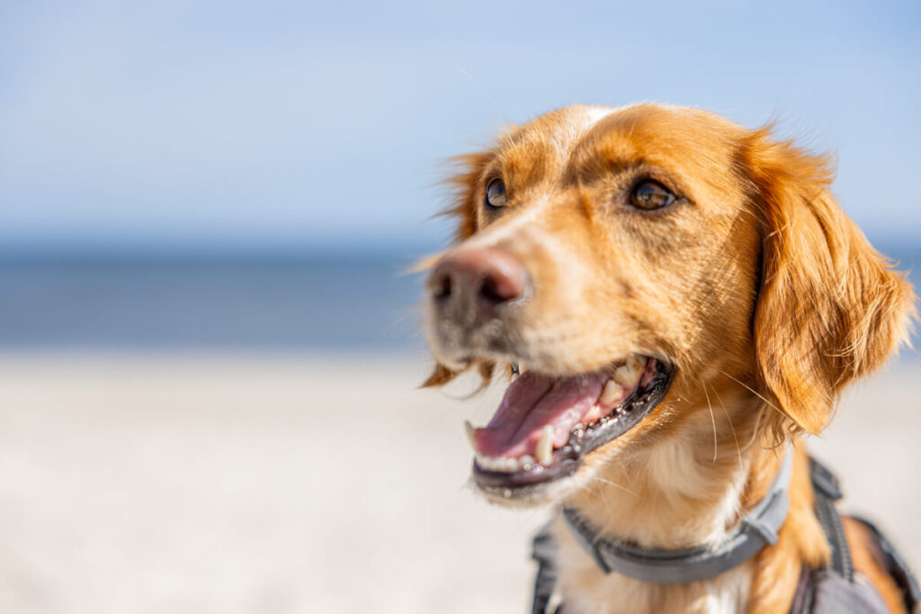 BX7A6531 Schweden mit dem Hund