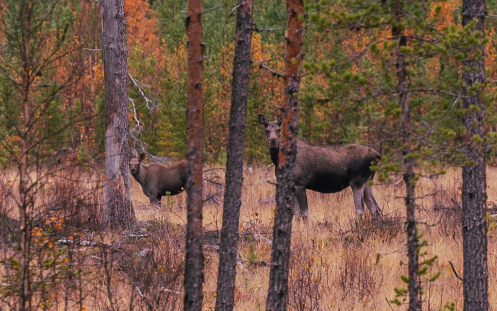 BX7A7941 Schweden mit dem Wohnmobil