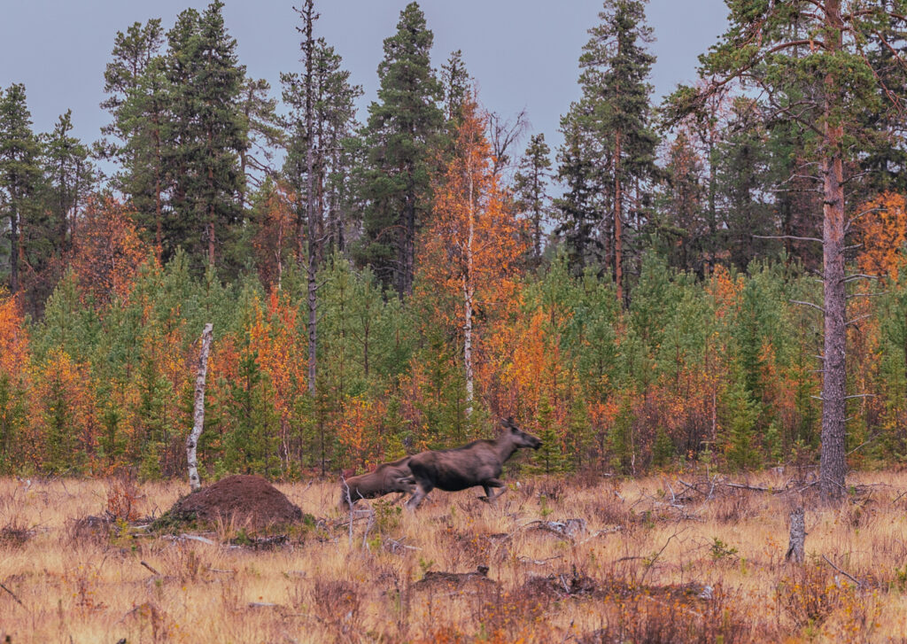 BX7A7943 svg+xml;charset=utf