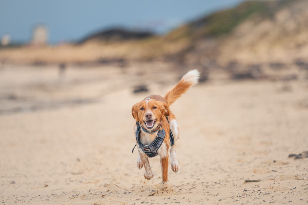 BX7A9466 Wohnmobil mit Hund in Frankreich, Frankreich Camper, Wohnmobilstellplätz Frankreich, Camping mit Hund Frankreich
