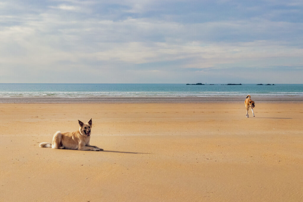 IMG_7965 Wohnmobil mit Hund in Frankreich, Frankreich Camper, Wohnmobilstellplätz Frankreich, Camping mit Hund Frankreich