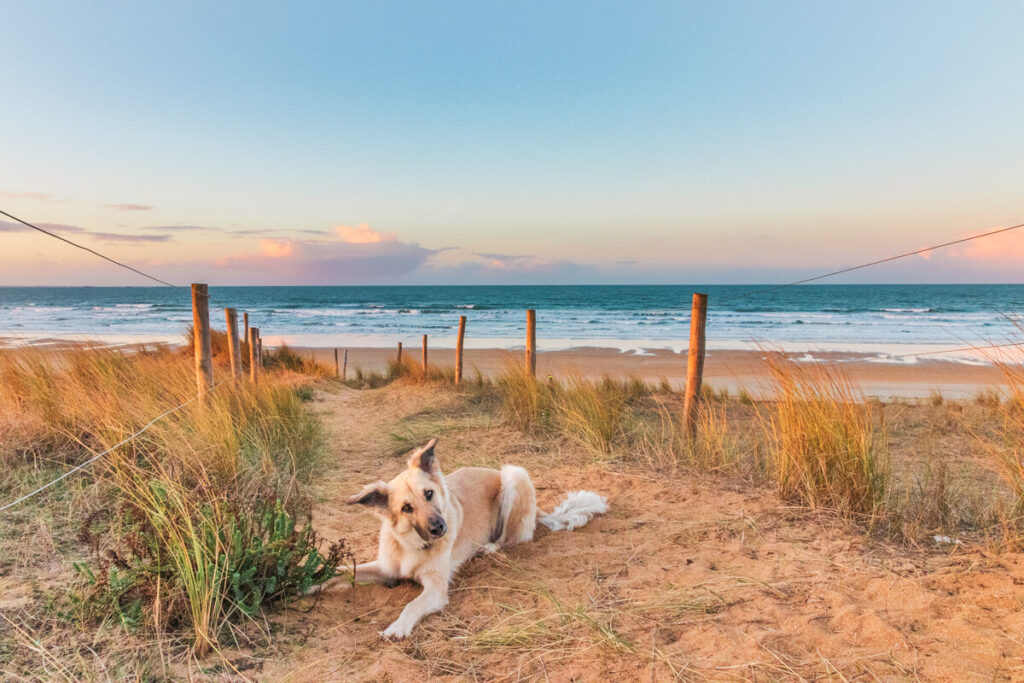 IMG_8127 Kopie Wohnmobil mit Hund in Frankreich, Frankreich Camper, Wohnmobilstellplätz Frankreich, Camping mit Hund Frankreich