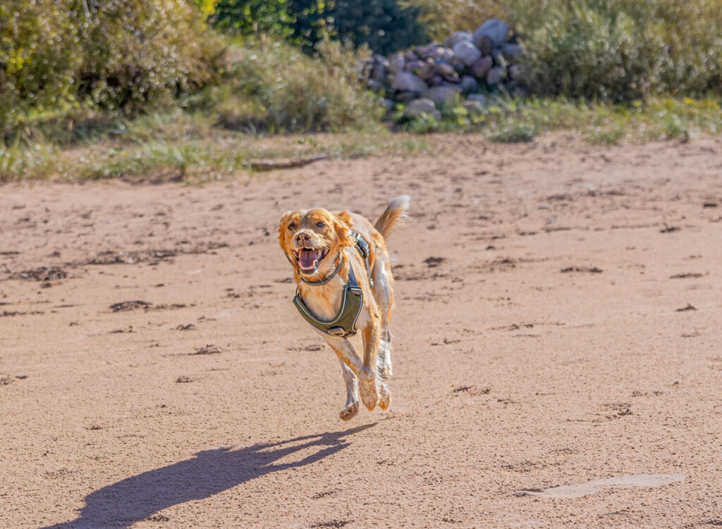 Hundewissen Anfänger & Profis bewegunsgapparat Hund, Hündin rennt am Strand