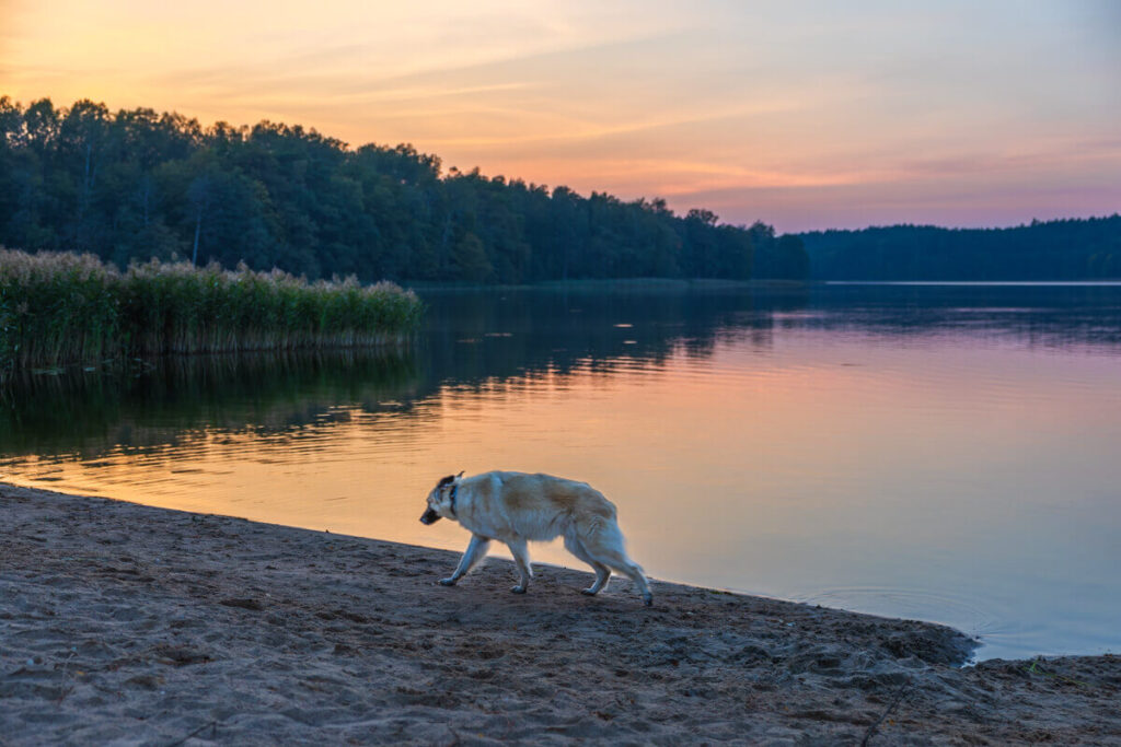 BX7A6315 Camping in Polen mit Hund, Campingplatz Polen, Wohnmobil Polen, campi